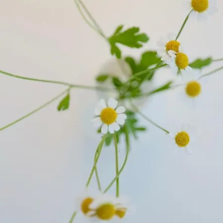 Pastorie Beek Nijmegen