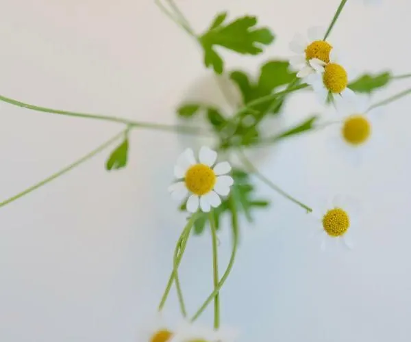 Pastorie Beek Nijmegen